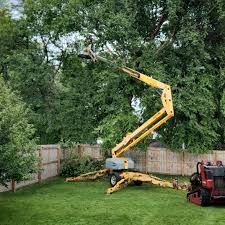 Best Tree Disease Treatment  in Vernon, WI