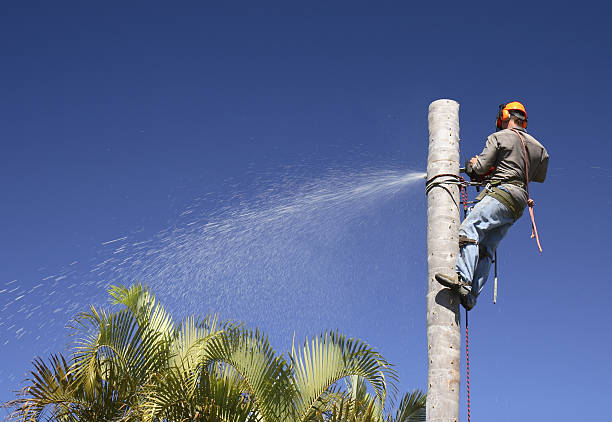 Best Tree Mulching  in Vernon, WI