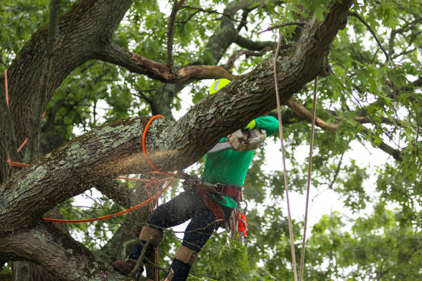 Best Commercial Tree Services  in Vernon, WI